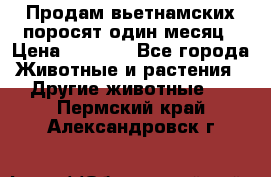 Продам вьетнамских поросят,один месяц › Цена ­ 3 000 - Все города Животные и растения » Другие животные   . Пермский край,Александровск г.